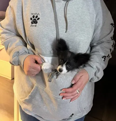 A little puppy tucked into the pouch of a grey Muskoka Pooch hoodie